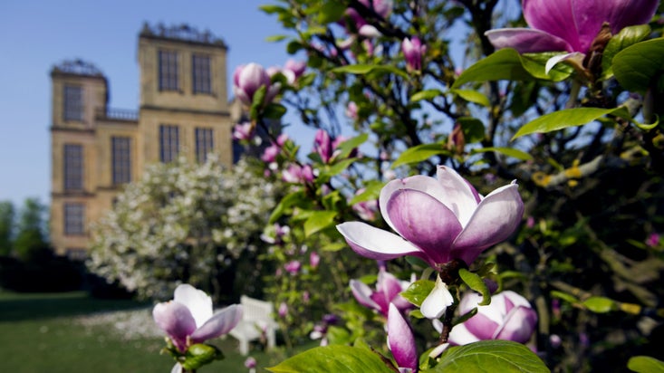 Magnolia in flower in early spring with the house in the background at Hardwick Hall, Derbyshire